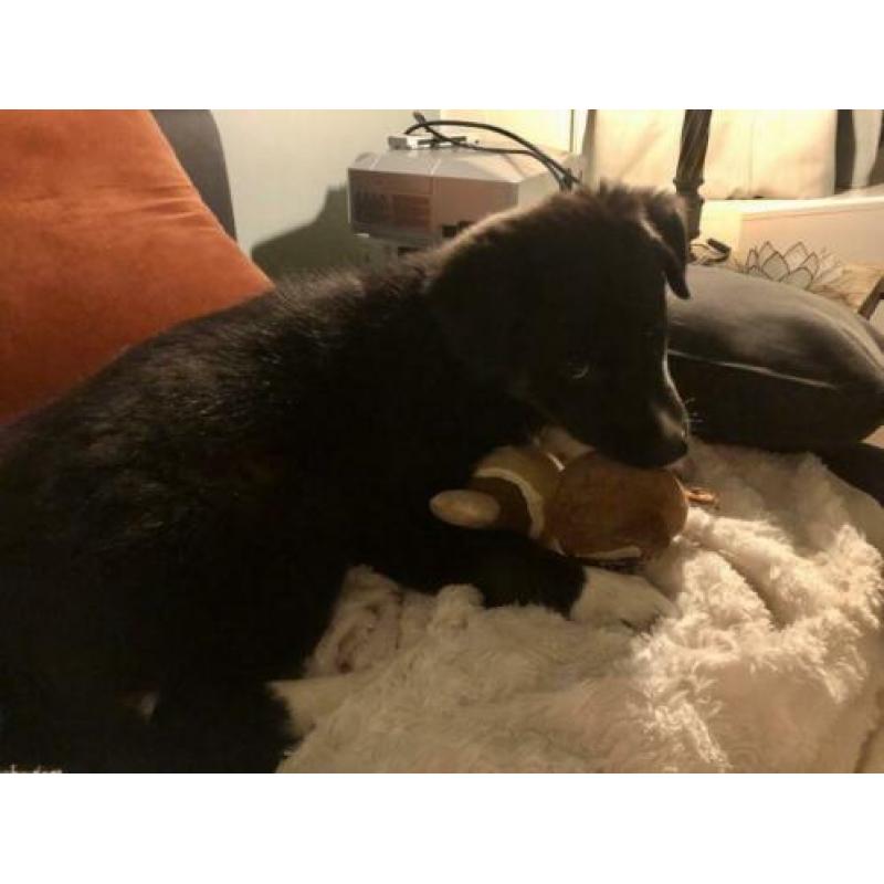 Husky x Border Collie pup zoekt een huisje