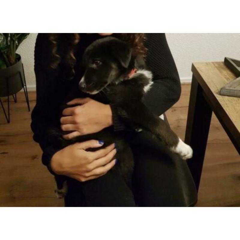 Husky x Border Collie pup zoekt een huisje