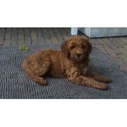 Gastgezin labradoodle gezocht