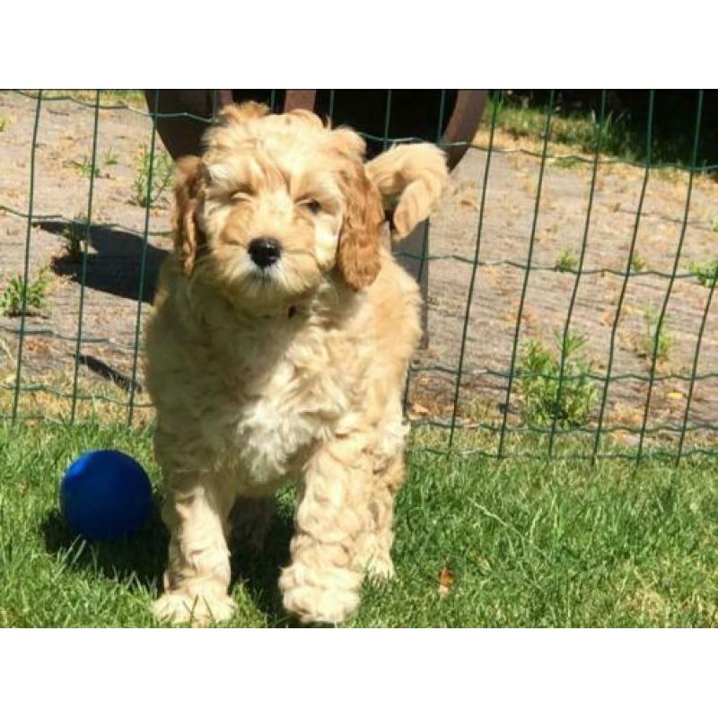 Gastgezin labradoodle gezocht