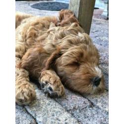 Gastgezin labradoodle gezocht