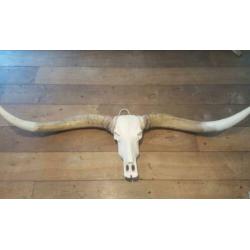 Skulls longhorn buffel schedel longhorn skull dierenschedel