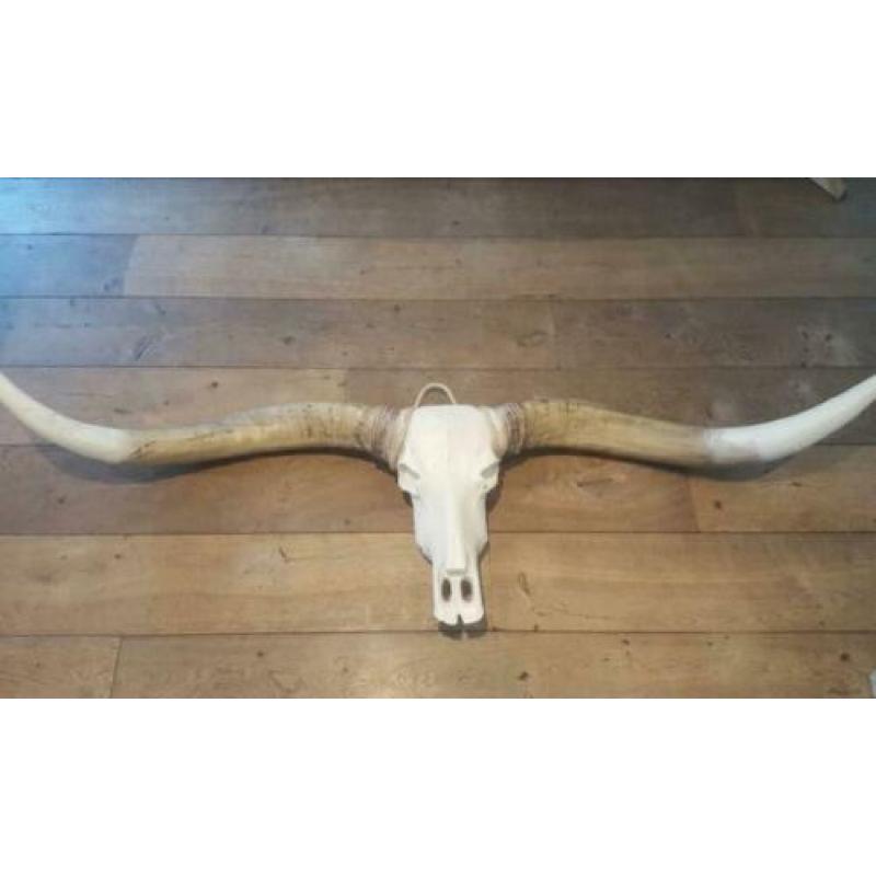 Skulls longhorn buffel schedel longhorn skull dierenschedel