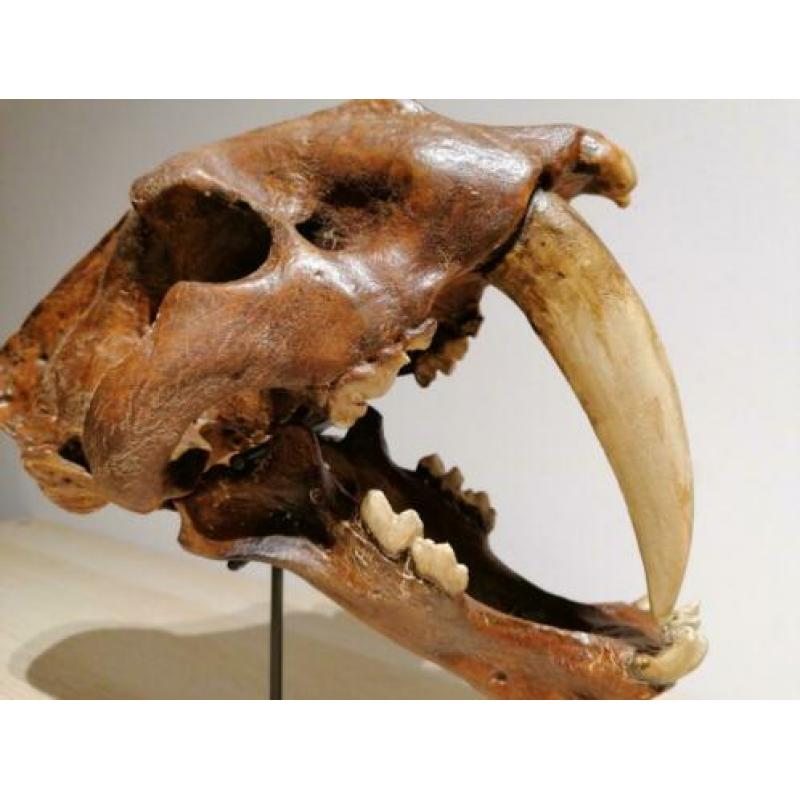 Smilodon "sabeltandtijger" schedel replica