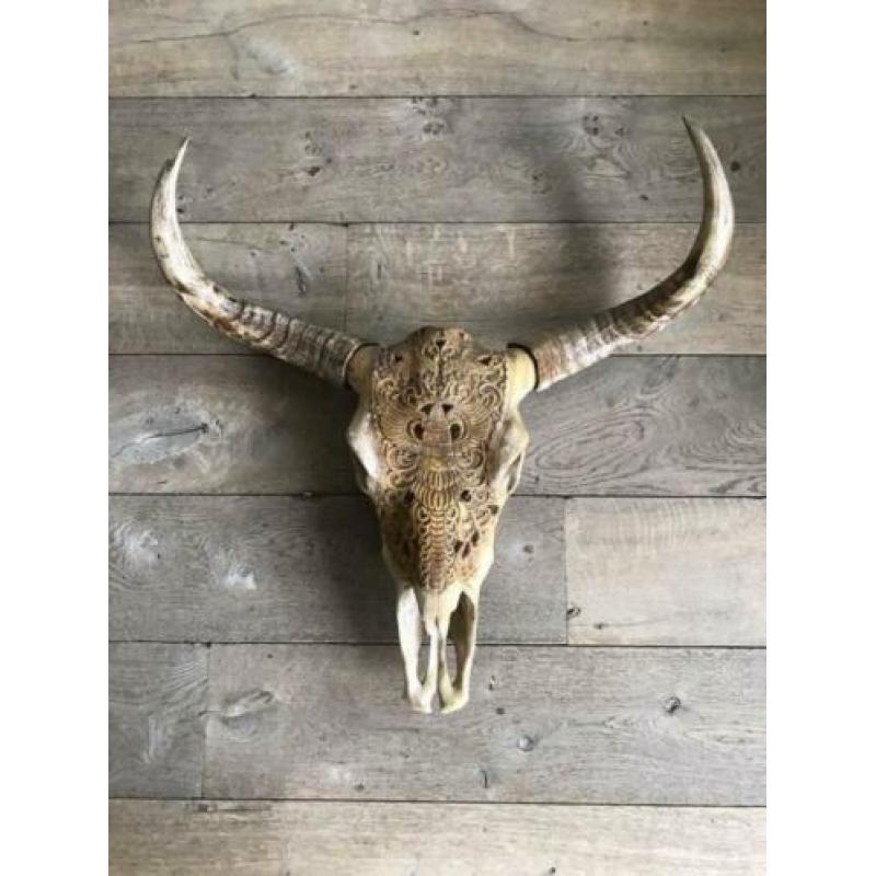 Skull longhoorn buffel schedel longhorn skulls dierenschedel