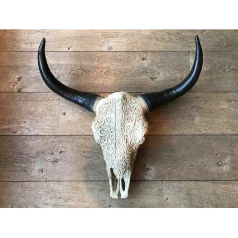 Skull longhoorn buffel schedel longhorn skulls dierenschedel