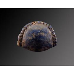 Egyptian Lapis Cowrie shell amulet