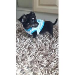 Schatig chihuahua baby boy langhaar mag mee