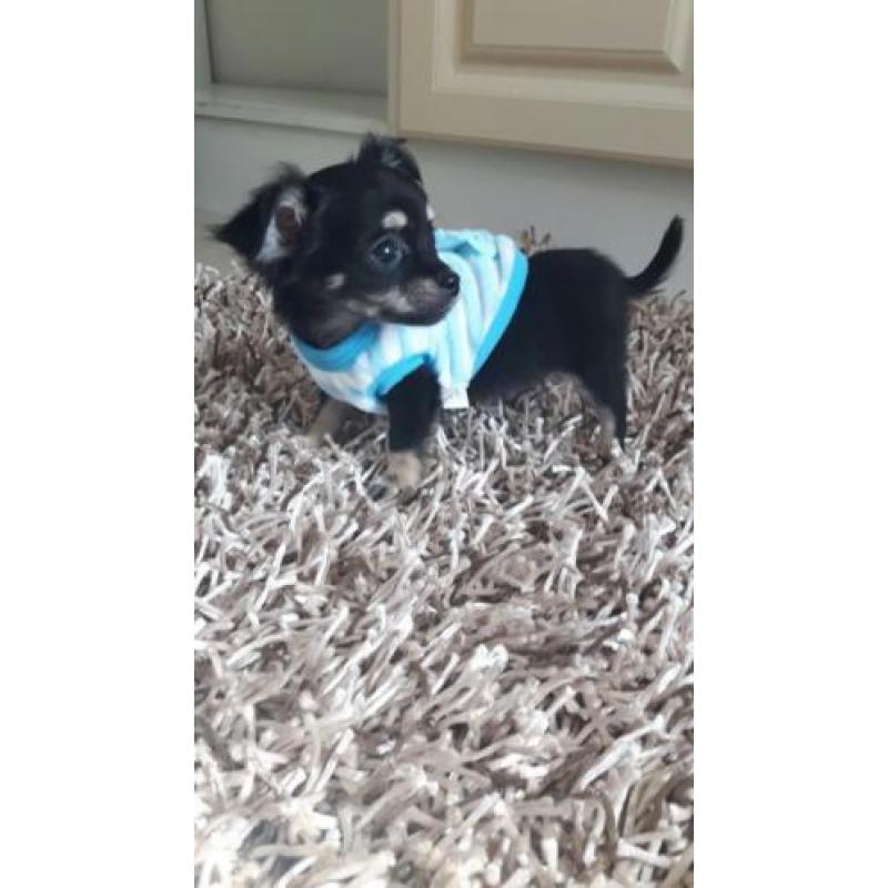 Schatig chihuahua baby boy langhaar mag mee