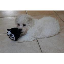 Bichon frise puppies