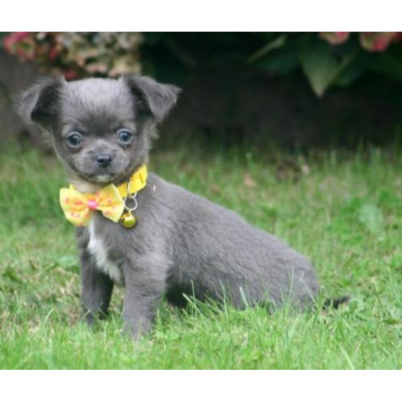 Leuke chihuahua pupjes te koop