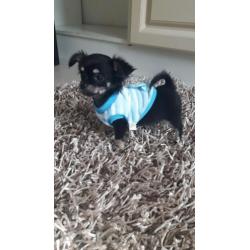 Schatig chihuahua baby boy langhaar mag mee