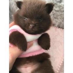 Prachtige choco pups pomeranian pomeriaan teefje reutje