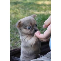 Lieve Lavendel merle puppie