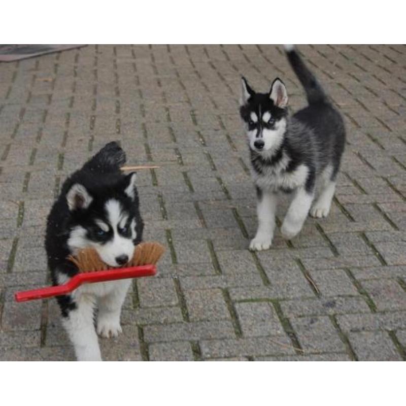 Husky pups uit nest te kiezen