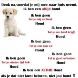 Sani en Balto 2 poolhonden die heel nodig uit asiel moeten!