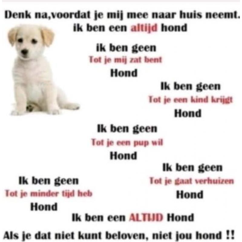 Sani en Balto 2 poolhonden die heel nodig uit asiel moeten!