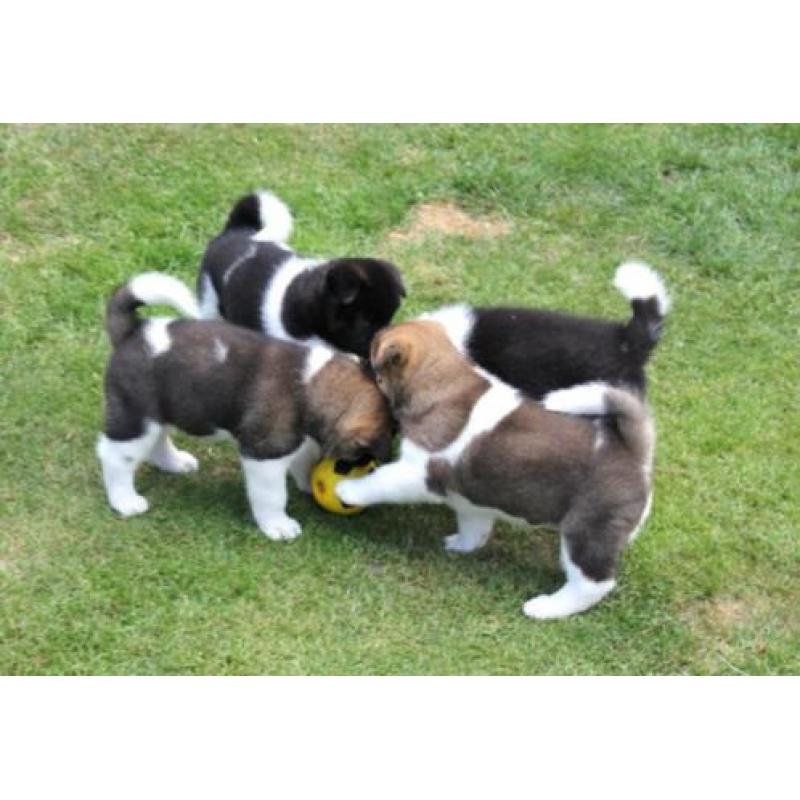 American akita pups Amerikaanse akita puppies