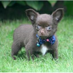 Leuke chihuahua pupjes te koop