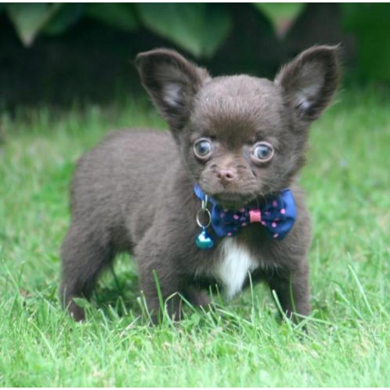 Leuke chihuahua pupjes te koop