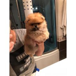 Pomeriaan/Pomeranian/FCI