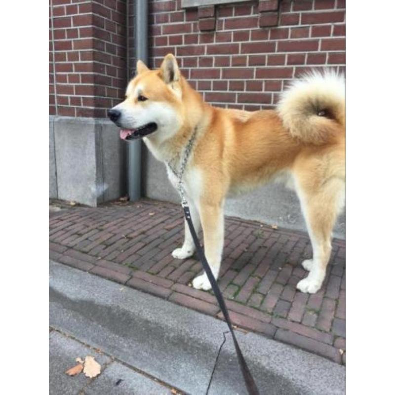 akita dekreu Akita Inu dek reu