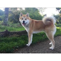 akita dekreu Akita Inu dek reu