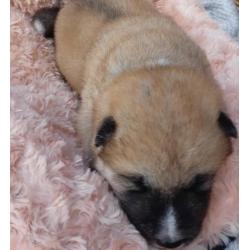 Japanse Akita Inu pups