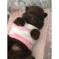 Prachtige choco pups pomeranian pomeriaan teefje reutje