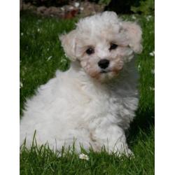 Bichon frise puppies