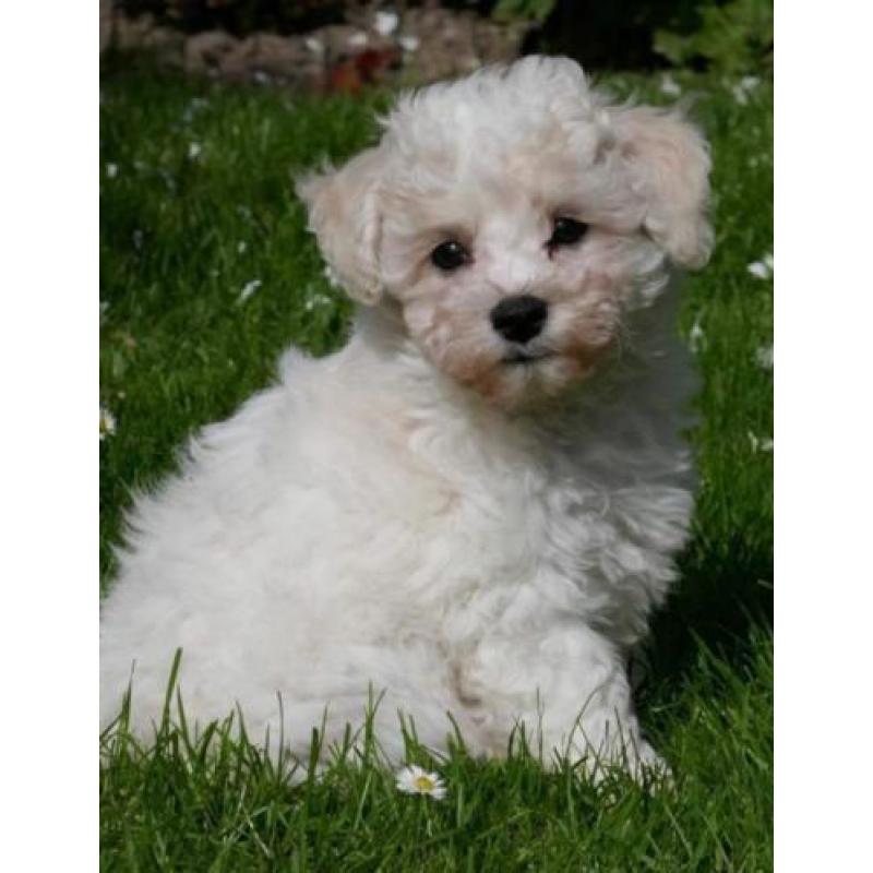 Bichon frise puppies