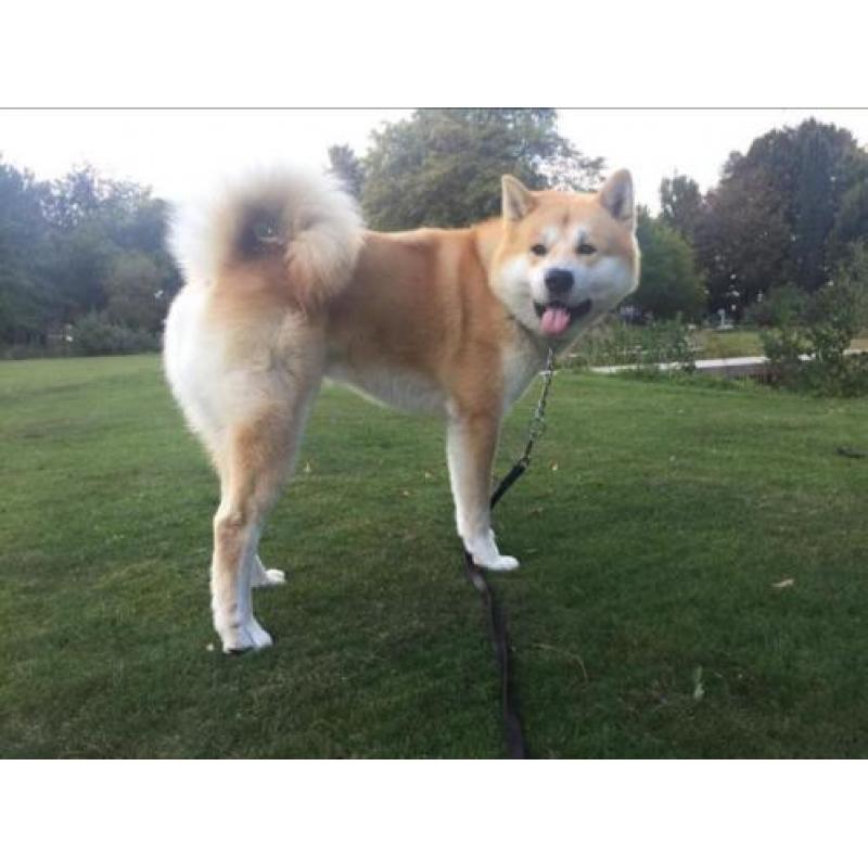 akita dekreu Akita Inu dek reu