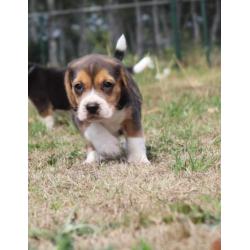 beagle pups