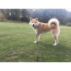 akita dekreu Akita Inu dek reu