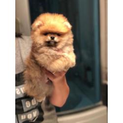 Pomeriaan/Pomeranian/FCI