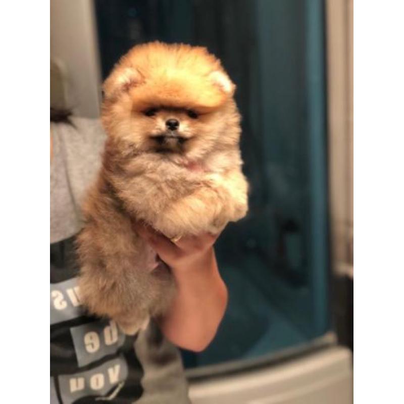 Pomeriaan/Pomeranian/FCI