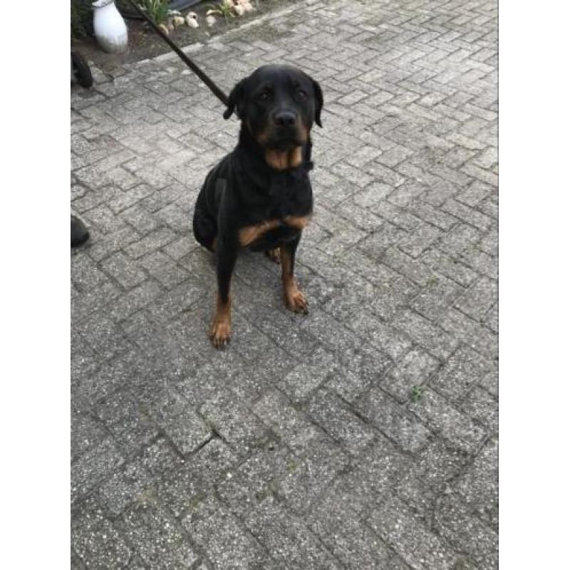 Rottweiler