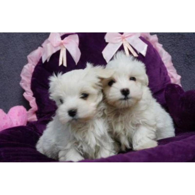 Maltezer pups