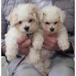 Bichon frise puppies