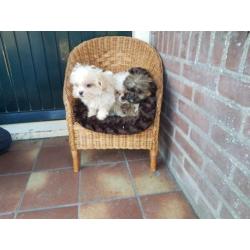 Hele leuke shih tzu x pekingnees pups