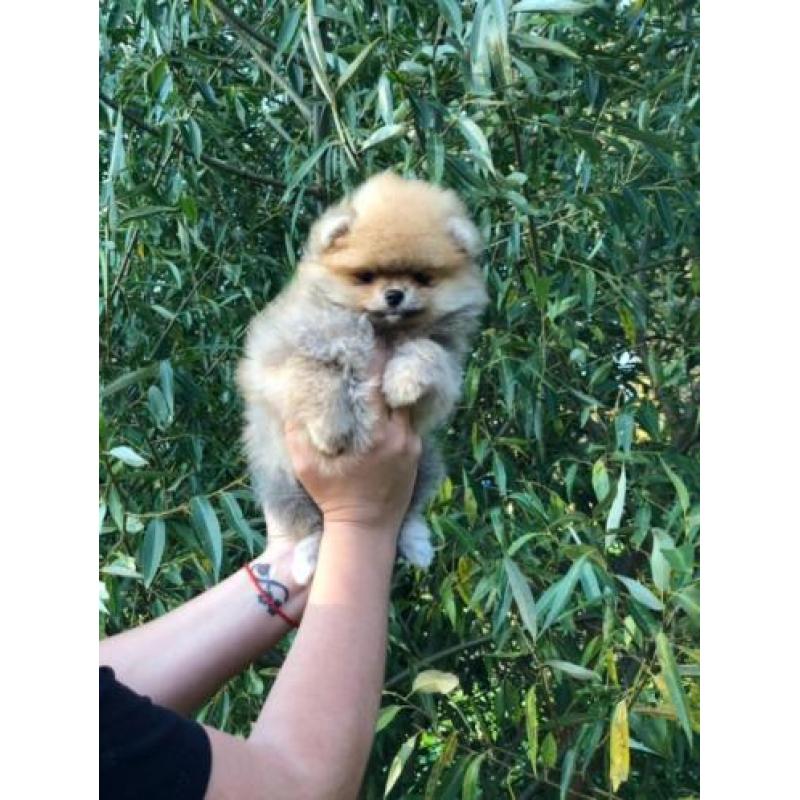 Pomeriaan/Pomeranian/FCI