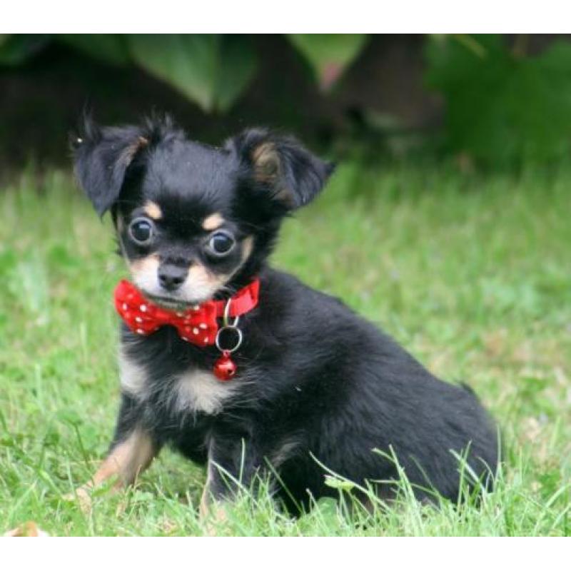 Leuke chihuahua pupjes te koop