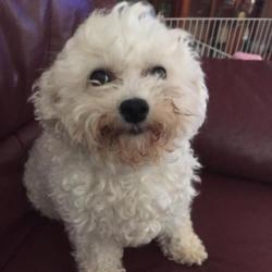 Bichon frise puppies