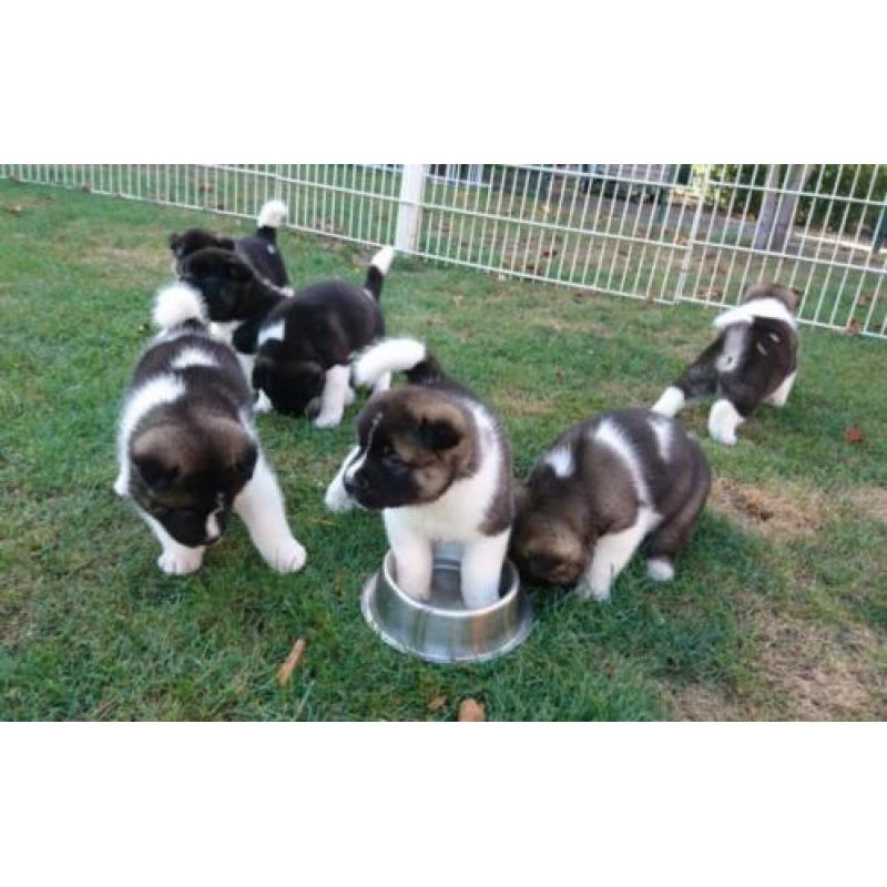 American akita pups Amerikaanse akita puppies