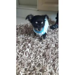 Schatig chihuahua baby boy langhaar mag mee