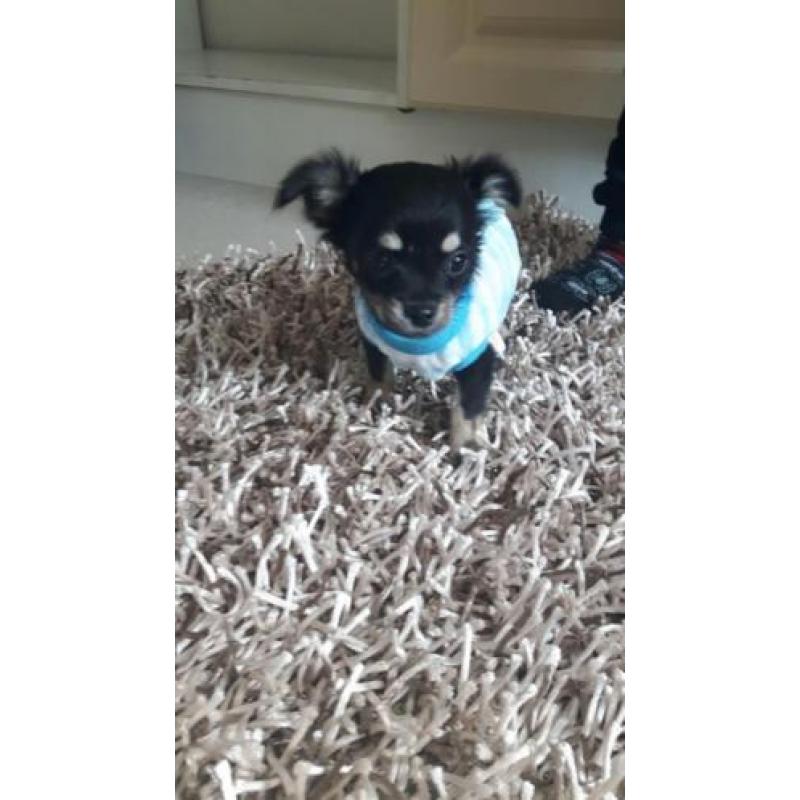 Schatig chihuahua baby boy langhaar mag mee