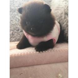 Prachtige choco pups pomeranian pomeriaan teefje reutje