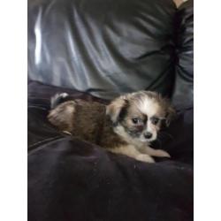 Chinese naakthond x chihuahua reutje