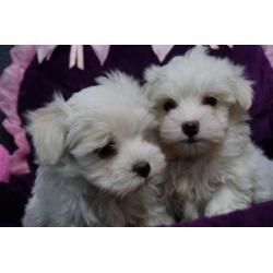 Maltezer pups