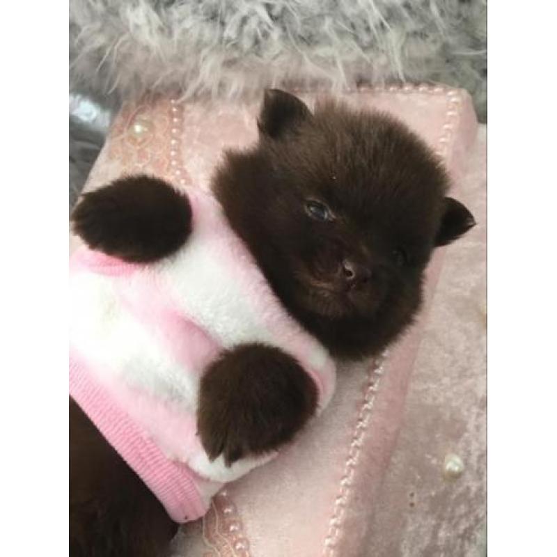 Prachtige choco pups pomeranian pomeriaan teefje reutje